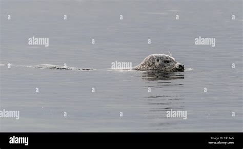 Seal swimming in the ocean, British Columbia, Canada Stock Photo - Alamy