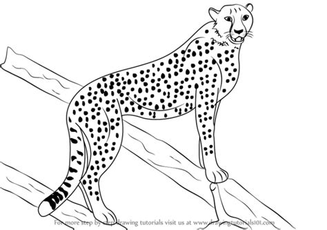 Cheetah Line Drawing at GetDrawings | Free download