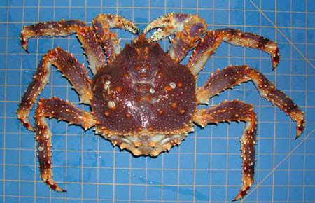 Blue King Crab Species Profile, Alaska Department of Fish and Game