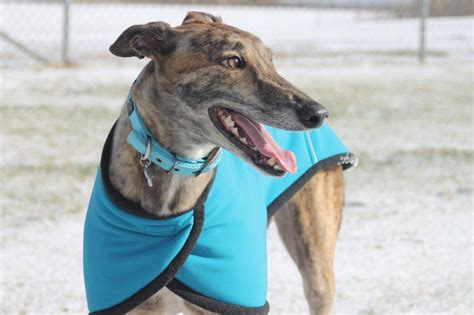 How to Adopt a Rescue Greyhound