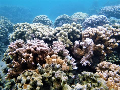 Coral Reefs > Marine Corps Base Hawaii > News Article Display