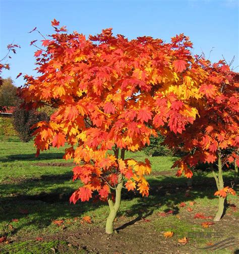 acer japonicum vitifolium | Feuillage, Arbres à croissance rapide ...