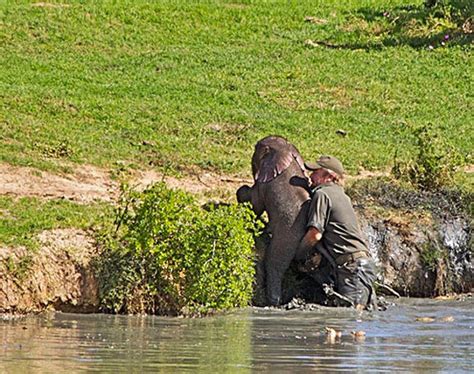 IN PHOTOS: Rangers rescue a baby elephant in trouble | Human Impact | Earth Touch News