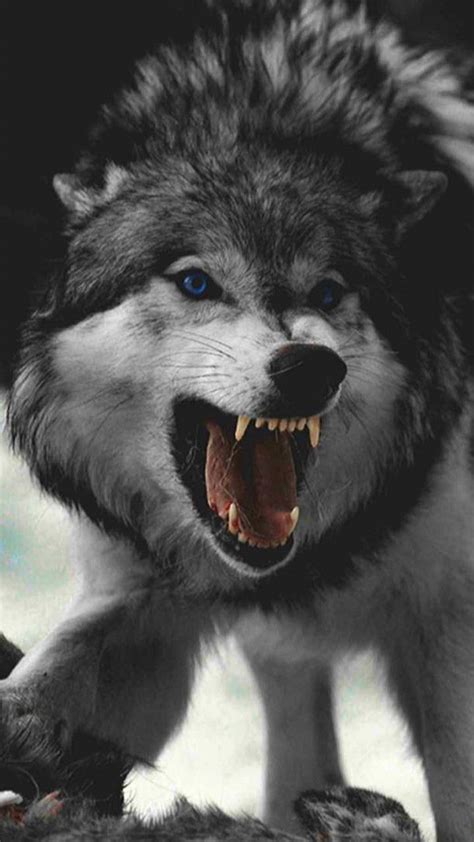 Angry Wolf Wallpapers - Top Free Angry Wolf Backgrounds - WallpaperAccess