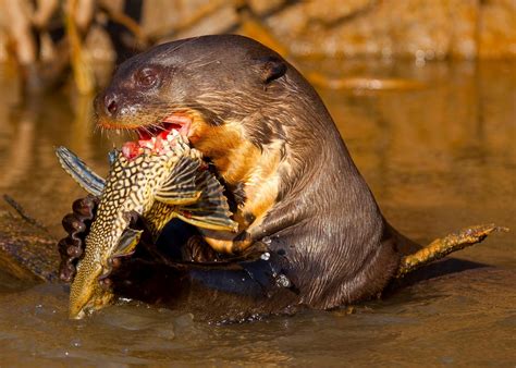 Giant Otter Maps