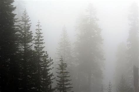 Rainy Day in Lassen's Forest Photograph by Yvonne Jordan-Sherwood ...