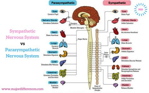 Sympathetic Vs Parasympathetic Chart