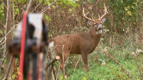 Bow Hunting Deer: Make That One Shot Count - BowGrid.com