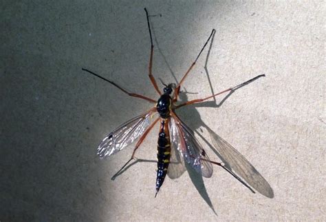 Crane Fly from the UK - What's That Bug?