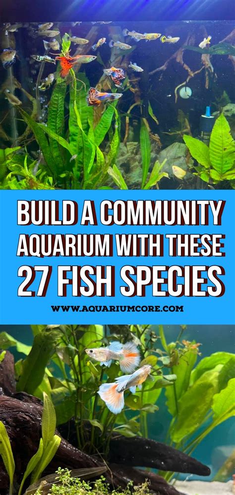 Build a Community Aquarium with These 27 Fish Species