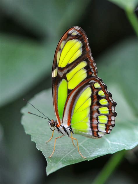 most beautiful animal photos - Google Search | Most beautiful butterfly, Beautiful butterflies ...