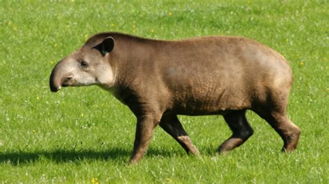 Lowland tapir information from Marwell The Zoo