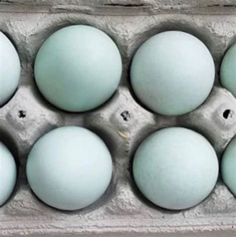 Lavender Ameraucana Breeder, Western North Carolina. Sadie-Girl Farm | Ameraucana chicken eggs ...