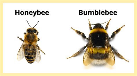 How Are Honey Bees and Bumble Bees Different? - LearnBees