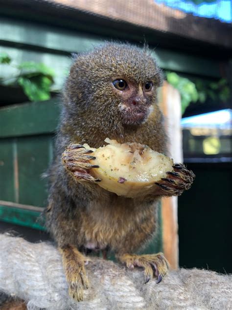 Pygmy Marmoset in the Chessington Zoo