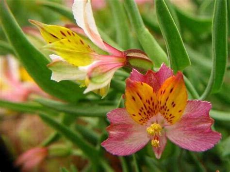 The flowers of the Atacama Desert