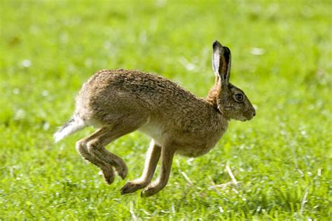 Hare Hopping In The Grass Photograph by John Short