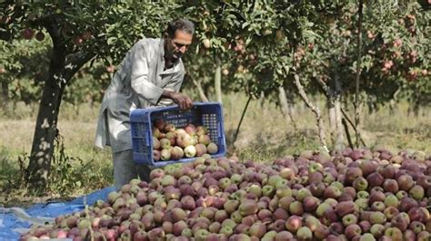 Photos: Apple harvesting begins in Kashmir’s orchards | Hindustan Times