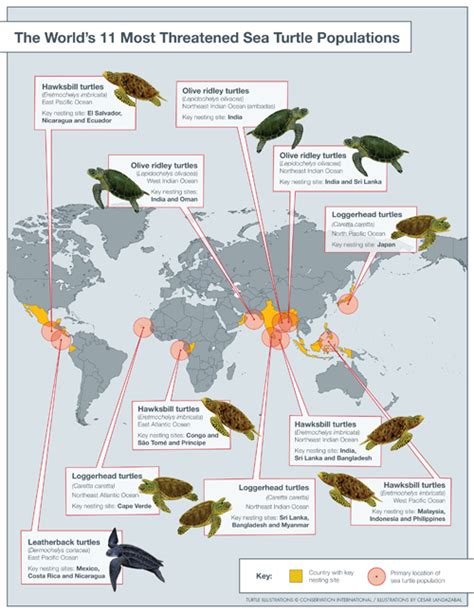 Serpent Research: The World’s Most Threatened Sea Turtle Populations