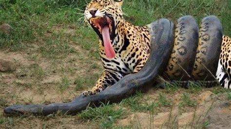 Anaconda Gigante VS Onça Pintada - Píton VS Leopardo - LUTA INCRÍVEL ...