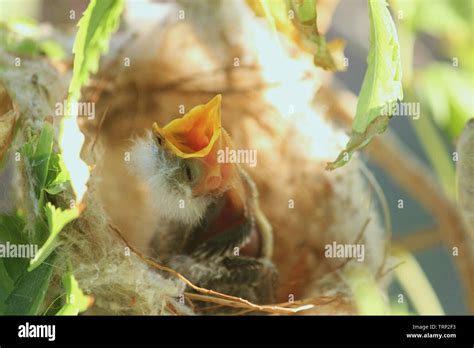 Honeyeater nest hi-res stock photography and images - Alamy