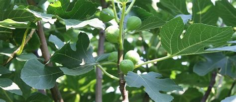 Fig Tree Fruit Before Leaves | Fruit Trees