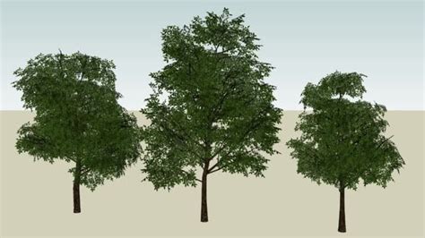 Árvores 3D (Trees) - 3D Warehouse | 3d tree, Hedge trees, Tree