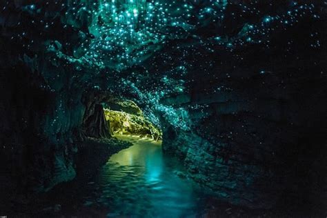 Waitomo Glowworm Caves - The Traveller