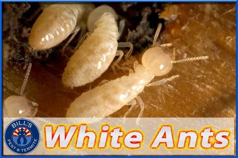 Seeing White Ants? Don't Ignore A Potential Termite Problem!