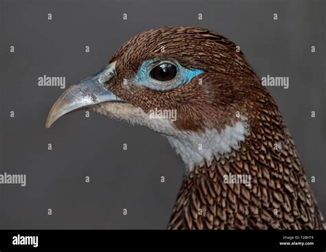 Himalayan Monal female ( lophophorus impejanus Stock Photo - Alamy