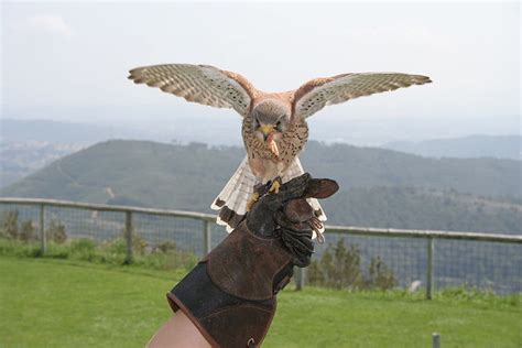 Falconry and Birds of Prey | Campthunder