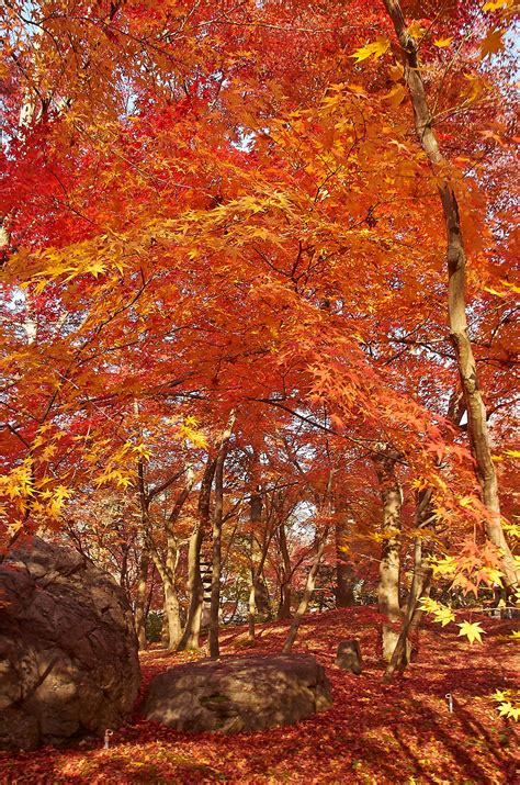 Entranced by the Autumn Colors of Kyoto