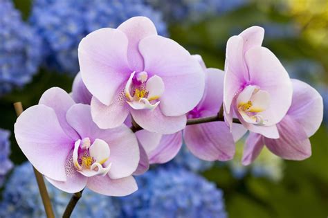 Orchid Care for Beginners – Ten Steps for Growing Orchids - With Our Aloha