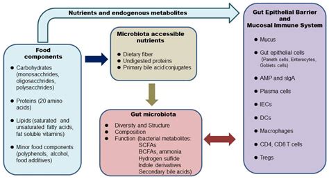 IJMS | Free Full-Text | Influence of Foods and Nutrition on the Gut Microbiome and Implications ...