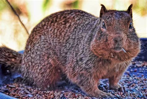 Bold daylight raiding rodent... — GEOPHOTOSCAPES