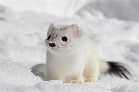 Ermine in the Snow