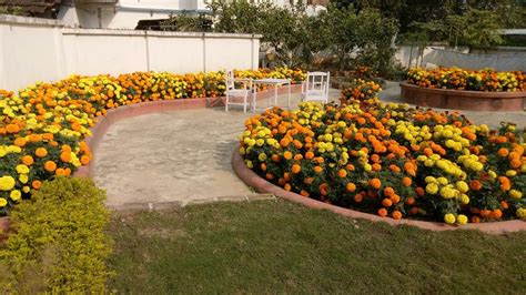 BEAUTIFUL HOME MADE MARIGOLD FLOWERS GARDEN OF INDIA(WINTER SEASON ...