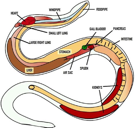 Muscular System - Rattlesnakes