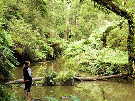 Morwell National Park, Attraction, Gippsland, Victoria, Australia