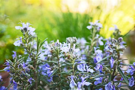 How to Grow and Care for Rosemary Indoors and Outdoors