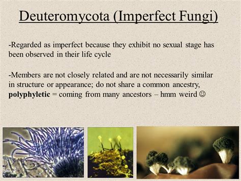 Ascomycota – Cup Fungi Life Cycle