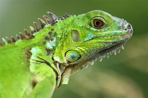 About Iguana | Iguana Guide | Iguana Tips: How to Take Care of a Green Iguana