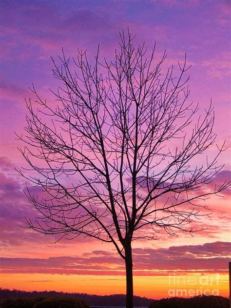 Winter Tree @ Sunset Photograph by Kelly Pennington | Fine Art America