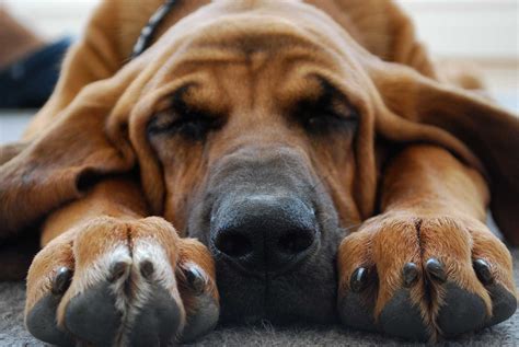 Bloodhound Dog Breed » Information, Pictures, & More