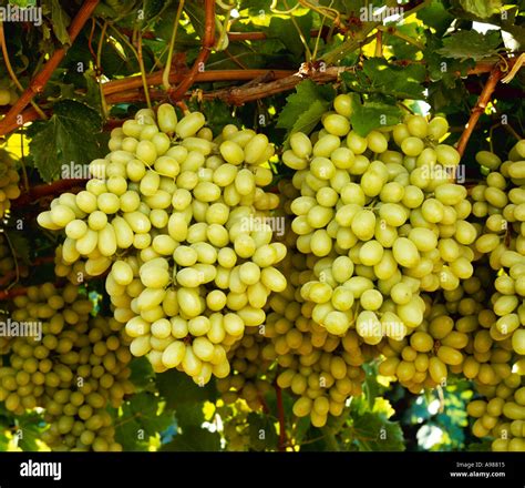 Thompson seedless table grapes hi-res stock photography and images - Alamy