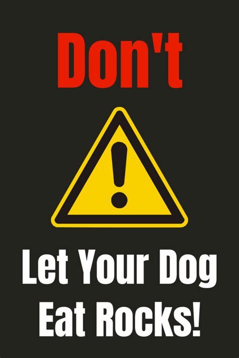 Why Do Dogs Eat Rocks? - Dogs Eating Rocks Can Be Dangerous!