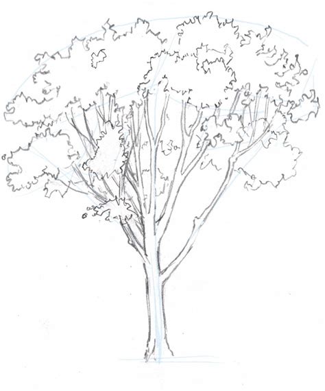 How to draw trees: Oaks | Tree drawing, Tree drawings pencil, Tree sketches