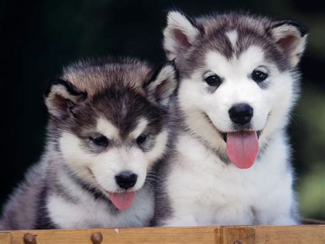 Siberian Husky puppies photo and wallpaper. Beautiful Siberian Husky ...