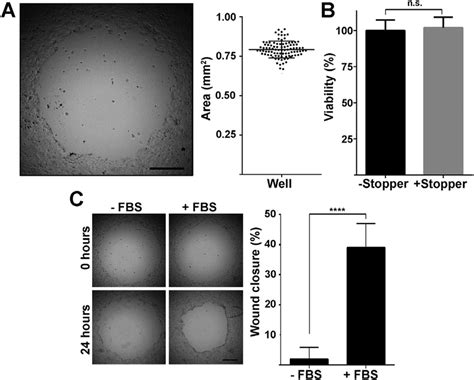 Wound healing assay. A) A representative image of the cell-free area... | Download Scientific ...