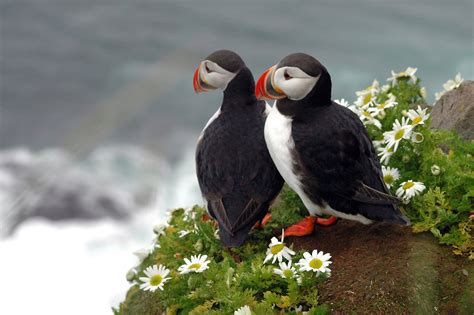 Latrabjarg Puffin Free Photo Download | FreeImages